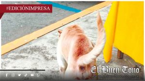 Deambula can infectado; recorre zona del zoco Zapata