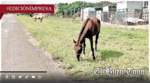 Convierten aeropista en un potrero; pastan vacas y caballos