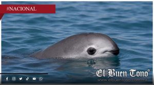 Reducen 86% zona protegida de la vaquita marina y desatan polémica