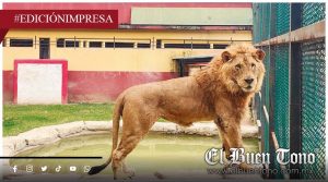 CONDENAN A OTRO LEÓN DE LA UMA; AGRESIONES Y LESIONES POR JUNTARLO CON LEONEL