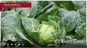Investigaciones en EU descartan a productos mexicanos como origen de contagios por Salmonella y Cyclospora
