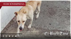 LOS PERROS SIGUEN SUFRIENDO; CLÍNICA MASCORI ESTA DE PURO LUJO