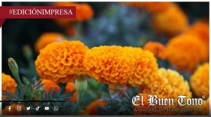 Finaliza cultivo del cempasúchil en Rafael Delgado